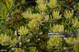 Image result for Podocarpus latifolius