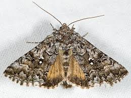Image result for Autographa excelsa