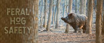 Wild boar are the pig that is thought to have been domesticated over a period of thousands of years, to give us our familiar domestic pig. How To Survive A Wild Boar Attack Hog Basic Safety Tips