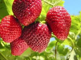 Sequoia Strawberry Care How To Grow Sequoia Strawberry Plants Strawberry Plant Care Strawberry Plants Growing Strawberries
