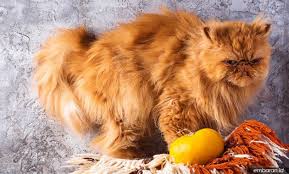 Kucing persia peaknose menjadi salah satu primadona yang banyak diminati dari jenis ras persia. Kenali 4 Macam Kucing Persia Yang Wajib Diketahui Embaran Id