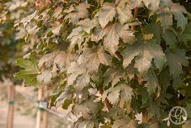 The norway maple (acer platanoides) is a tree common to many northern climates. Conquest Norway Maple Tree Garden Gate Nursery
