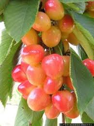 Journal D Art Quebec Appel De Creations De Juin En 2020 Photographie De Fruit Fleurs Et Fruits Fruits Exotiques