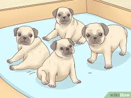 One way to determine the ancestry of your mixed breed is through a dna test. 3 Ways To Choose A Pug Wikihow