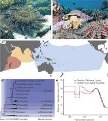 Algae, soft coral, sponges and invertebrates create the base of this web. The Crown Of Thorns Starfish Genome As A Guide For Biocontrol Of This Coral Reef Pest Nature