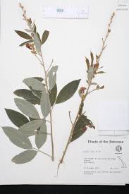 Image result for Pearsonia cajanifolia