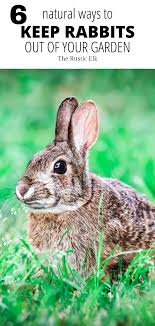 Edging your garden with garlic and onion (especially onion) is a terrific deterrent for rabbits. 6 Natural Ways To Repel Rabbits From The Garden Rabbit Repellant In The Garden Rabbit Garden Backyard Flower Garden