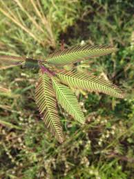 Image result for Aeschynomene mimosifolia