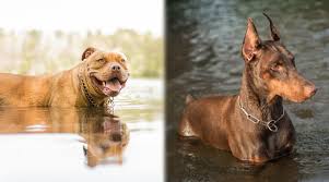 Doberman pit bull mix, doberman pinscher mixed puppies. Doberman Pinscher Vs Pitbull Differences Similarities