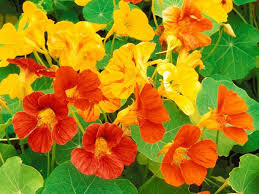 Maybe you would like to learn more about one of these? Flower Meaning Strength Courage And Love Hubpages