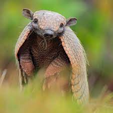 13 Things You Didn T Know About Armadillos Interesting Animals Weird Animals Animals