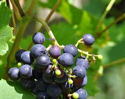 Image result for Vitis vinifera