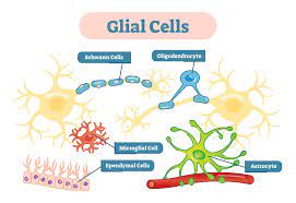 Check spelling or type a new query. What Are Glial Cells And What Do They Do