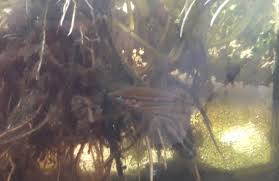 Ikan cupang merupakan salah satu jenis ikan hias yang hidup di air tawar, di mana ikan ini sendiri terkenal akan kecantikan warnanya dan ekor yang mempunyai kesan seperti kipas. Ikan Cupang Sawah Susanto Liu