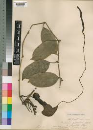 Image result for Aristolochia promissa