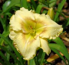 How to Identify Daylilies and Ir
