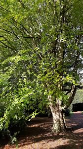 Image result for Fagonia sinaica