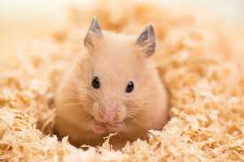 It would ruin it to be able to control the hamster. Hamster Companionship Bonding Handling Burgess Pet Care