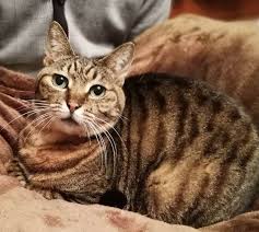 A tabby is a cat with a distinctive coat that features stripes, dots, or swirling patterns, usually together with an m mark on its forehead. 25 Brown Tabby Cat Names Tabby Cat Names Tabby Cat Cats