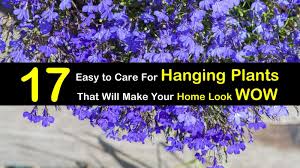 We did not find results for: 17 Easy To Care For Hanging Plants That Will Make Your Home Look Wow