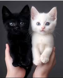 Beside Blacky and Whity , what is a funny name for these two little kitten .