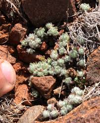 Image result for Galeomma