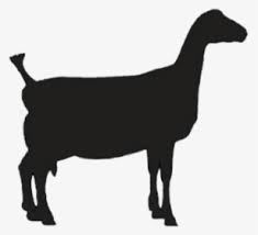 ✓ free for commercial use ✓ high quality images. Lamancha Goat Dairygoat Lamancha Goat Clipart Hd Png Download Kindpng