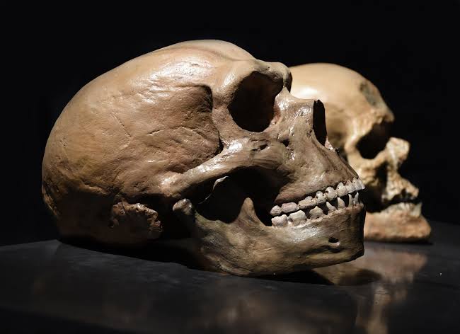 Your Pain Tolerance May Have Been Passed Down from Neanderthals