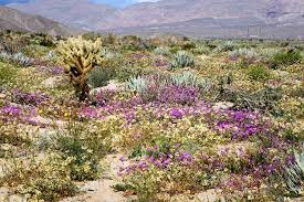 Expect wildflowers during march and april. Desert Wildflowers 2019 Anza Borrego Desert State Park Desertusa State Parks Wild Flowers Sunset Images