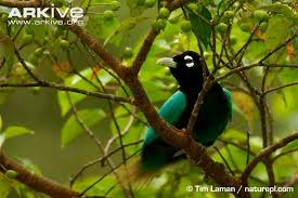 Papua New Guinea Blue Bird Of Paradise Pin On Birds Of Paradise Paradisaeidae