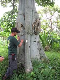 Image result for Hildegardia