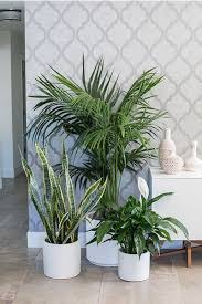 Indoor Plants Roger S Gardens House Plants Hanging Indoor Plants Plants