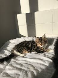 Look at pictures of maine coon kittens in michigan who need a home. Stunning Maine Coon Kittens Available 4039073128 Denver For Sale Denver Pets Cats