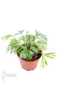 Image result for Actiniopteris radiata