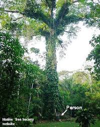 Image result for Ceiba pentandra