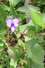 Image result for Rotheca wildii