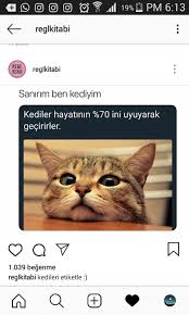 Instagram Kullanici Adim Nazife Mrl Instagram Kitap Kedi