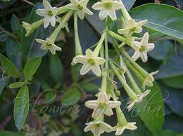 Cestrum Nocturnum Night Blooming Jasmine