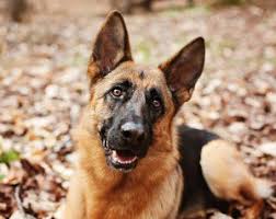 We are a nonprofit 501(c)(3) rescue comprised solely of unpaid volunteers that share the common goal of saving neglected, abused, and abandoned german shepherds and german shepherd mixes from shelters, owners who can no longer keep them and partner rescues. Southeast German Shepherd Rescue