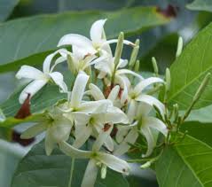 Image result for Holarrhena floribunda