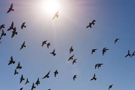 We did not find results for: Flock Of Birds Flying Against Blue Sky And Bright Sun Photograph By Bradley Hebdon