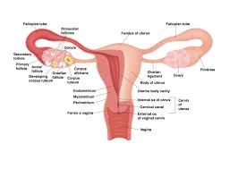 A fundamental example for women's health discovery. The Aggravating Endometrioma Nancysnookendo