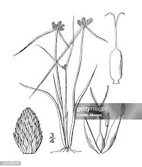 Image result for Lipocarpha atra