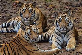 nat geo wild on instagram photo by stevewinterphoto a tigress and her two cubs relax in a mud wallow in india s bandhavgarhn tiger hipster cat wild cats