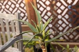 Image result for Aloidendron tongaense