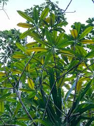 Image result for Ochrosia