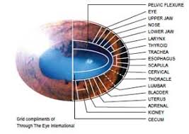 Eye Iridology Equine Wellness Magazine