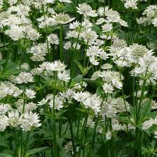 Het aanbod van vaste planten is ongelooflijk uitgebreid zodat men een grote. Astrantia Major Star Of Billion