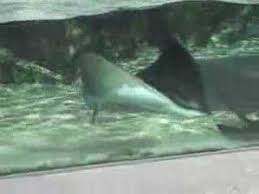 Steve irwin passed away on sept. The Death Of Steve Irwin On Video Youtube