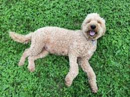 Power goldendoodles | english teddybear goldendoodle puppies for sale in idaho southern california power goldendoodles available goldendoodle puppies for sale. 7 Best Goldendoodle Breeders In California 2021 We Love Doodles
